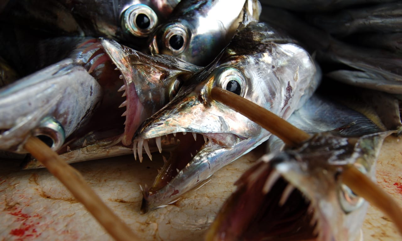 Bengkulu exports Layur fish to Japan