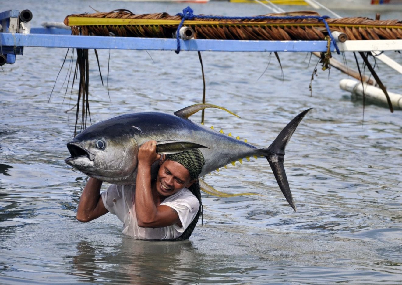 Tuna exports to UK triple