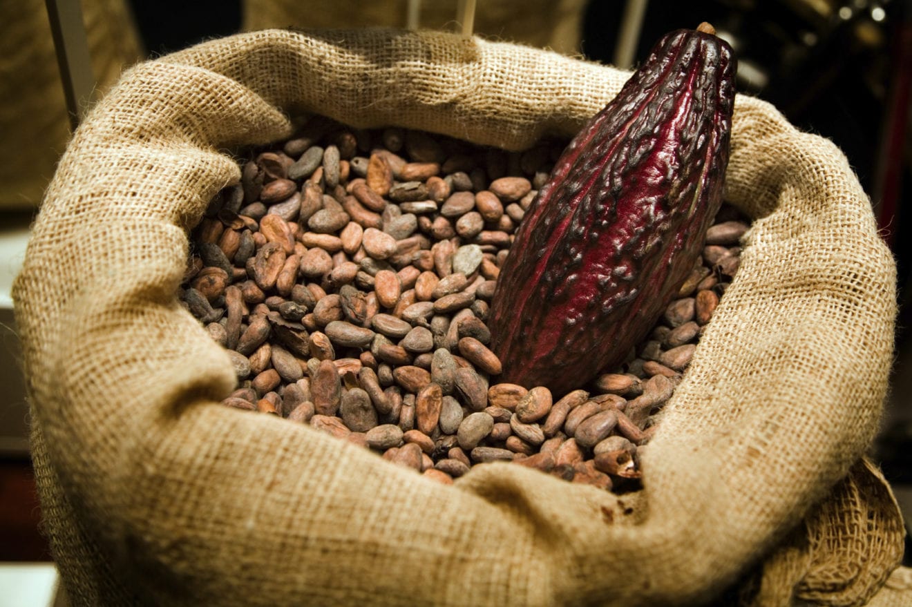West Sulawesi provincial government to maximize use of cacao plantations