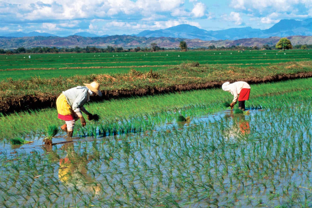 Philippines to import extra rice as El Nino bites – sources