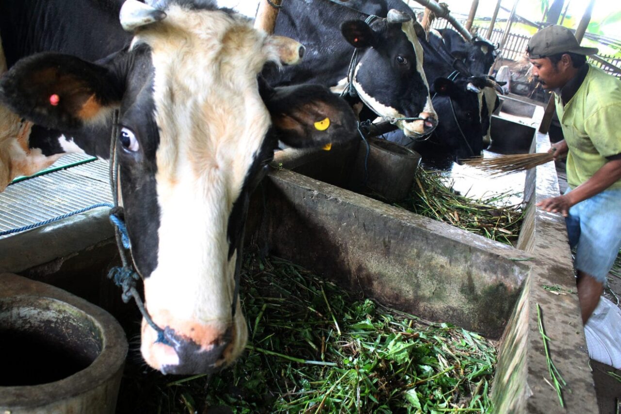 Peternak Sapi Perah 020415 Ds 2