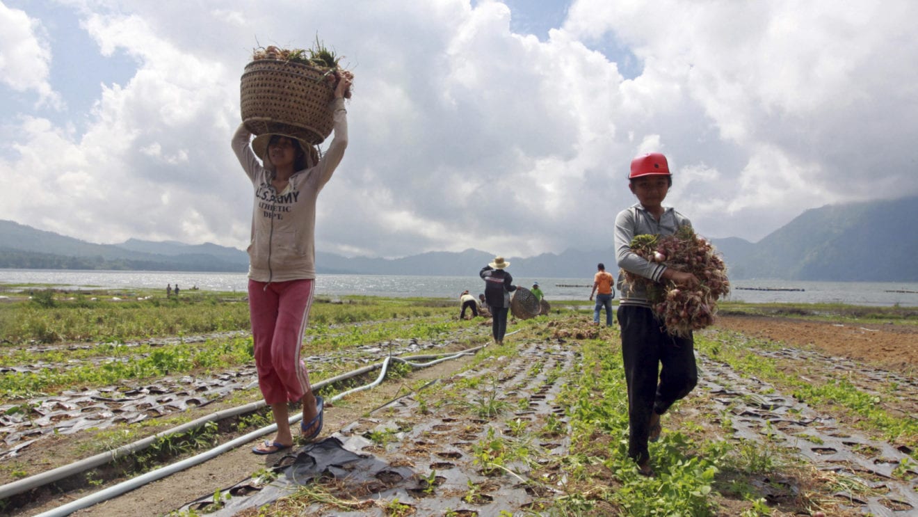 Indonesia`s red onion production predicted to reach 1.14 million tons
