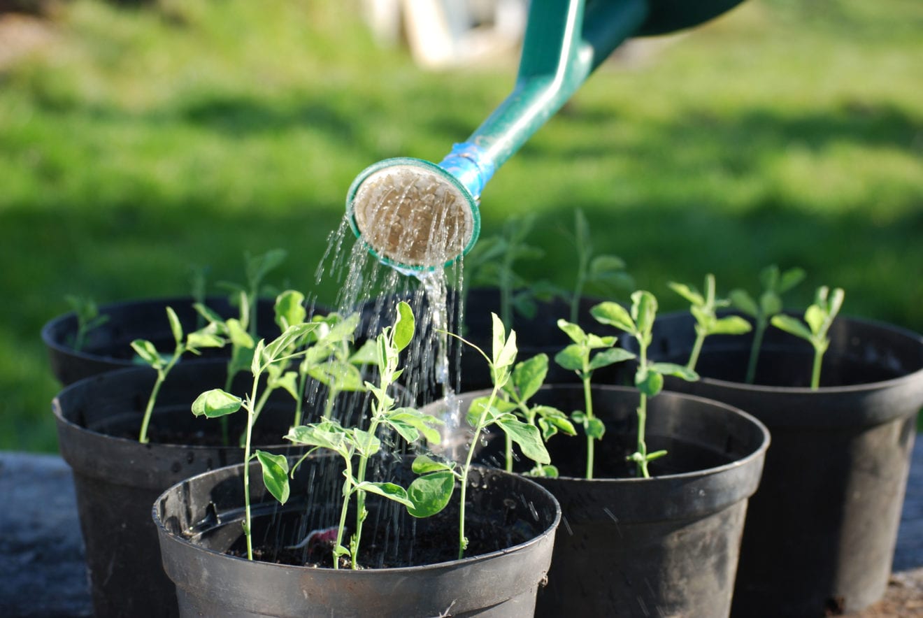 Amazon launches organic gardening store