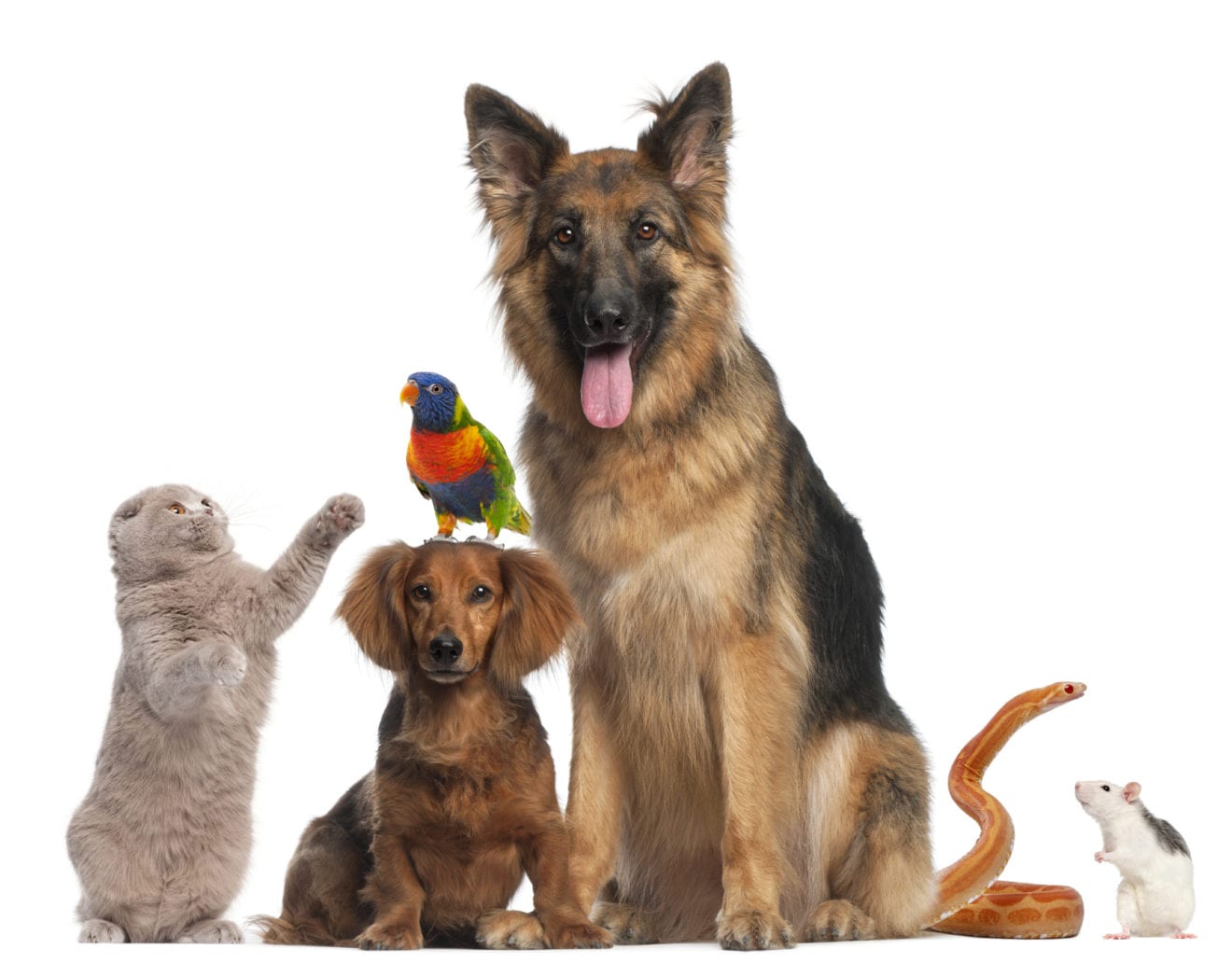 Coles launches own-brand premium pet food range