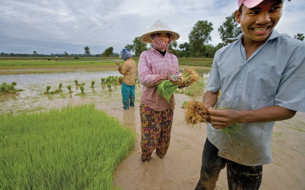 rice farmers cambodia ogb 46426 1220x763