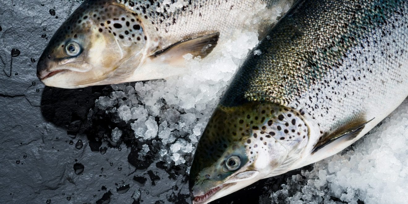 Chile salmon JV benefiting from Norway, China trade troubles