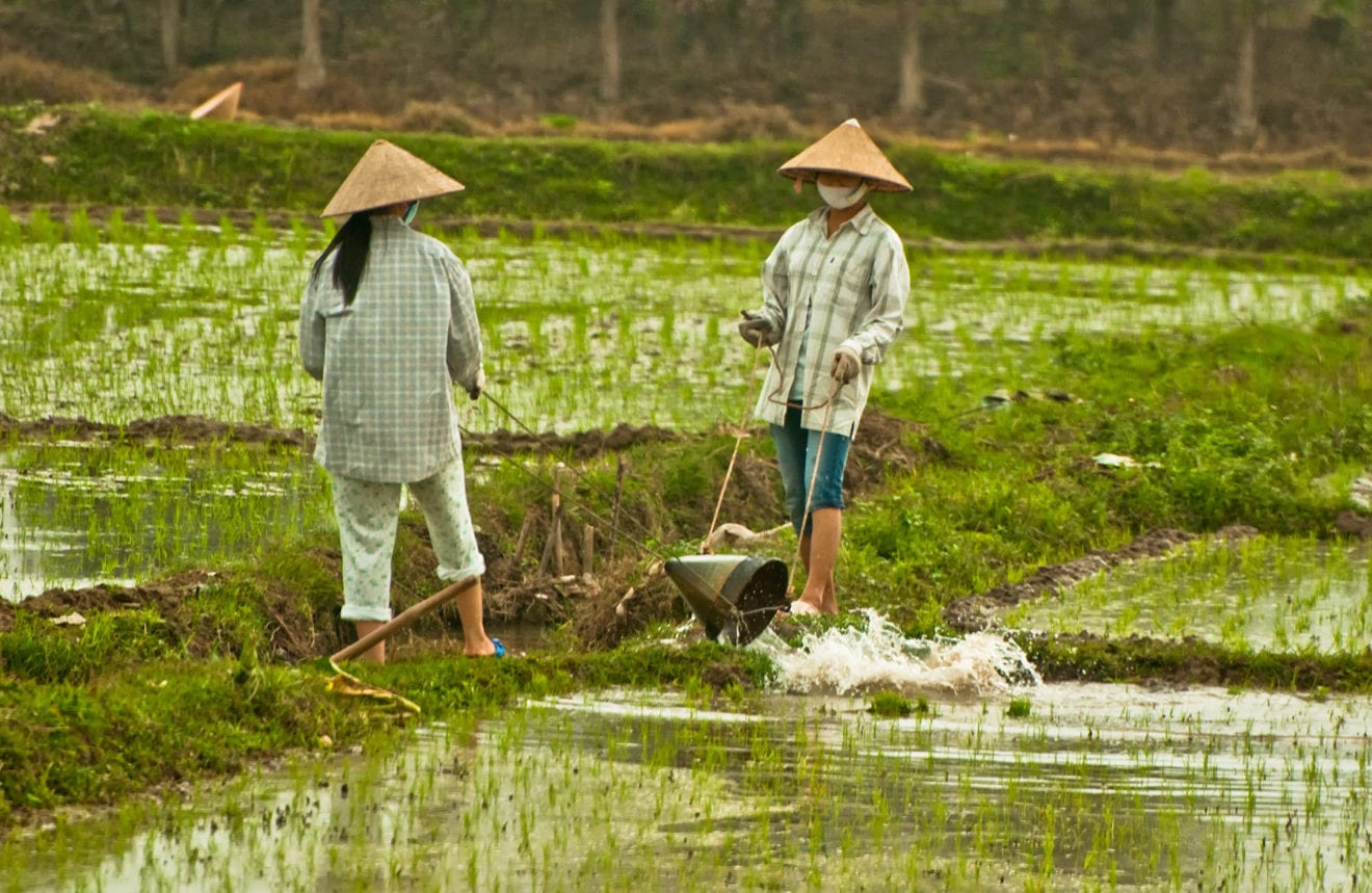 Vietnam wants China to permit more rice exporters