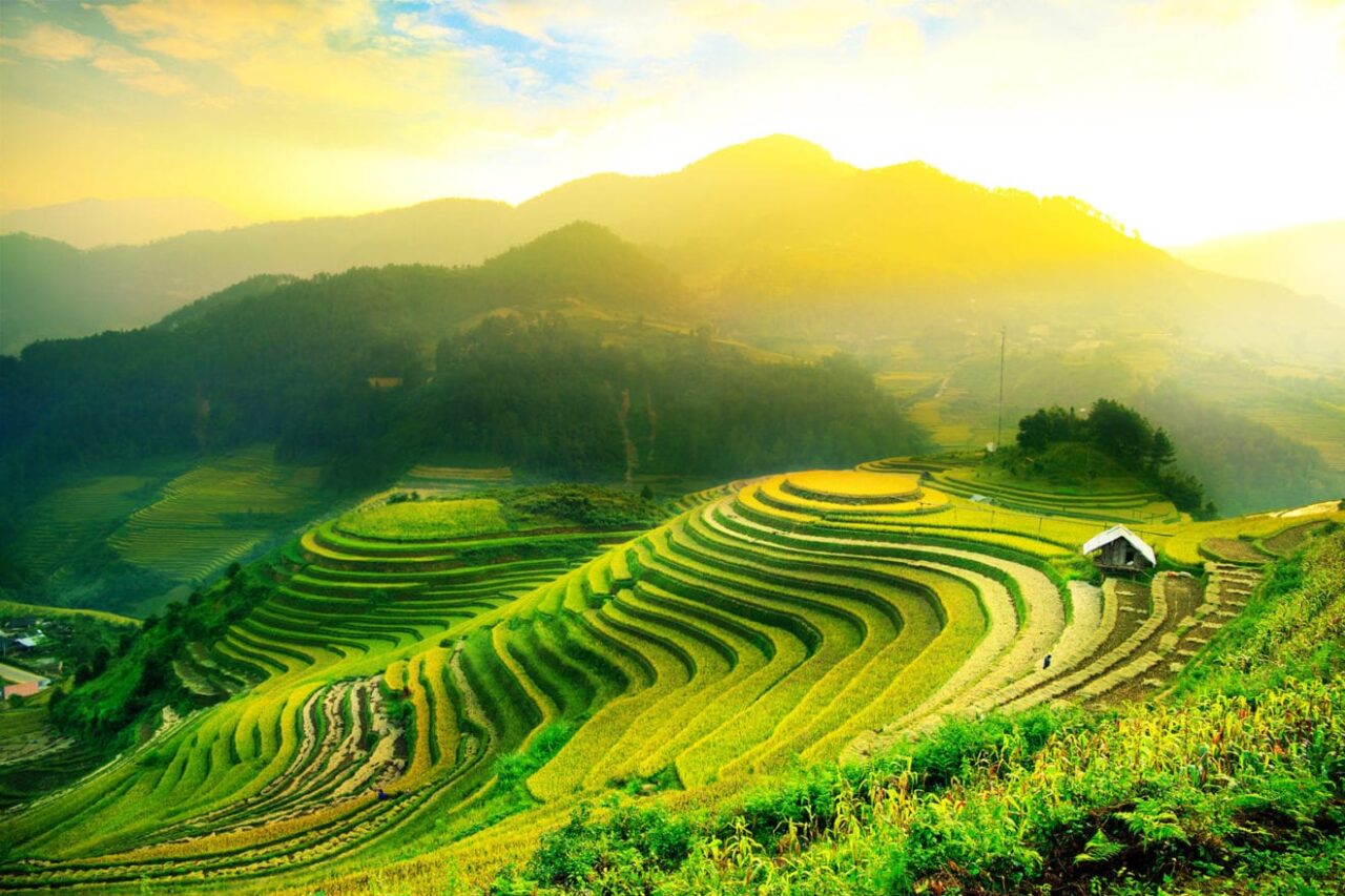 Thailand’s Rice Exports Face 10-Month Decline: What It Means for the Global Market