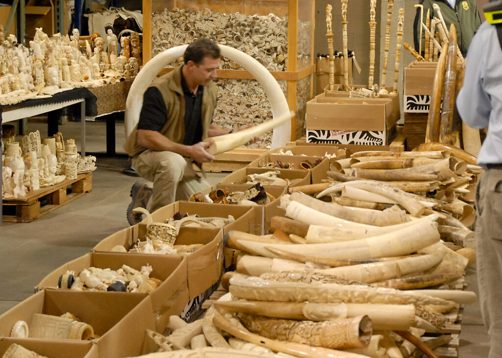 Price Of Illegally Poached Ivory Halves In China