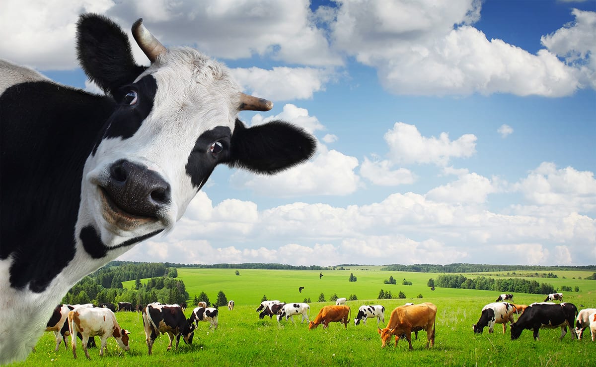Indonesia to import 600,000 live cows in 2016