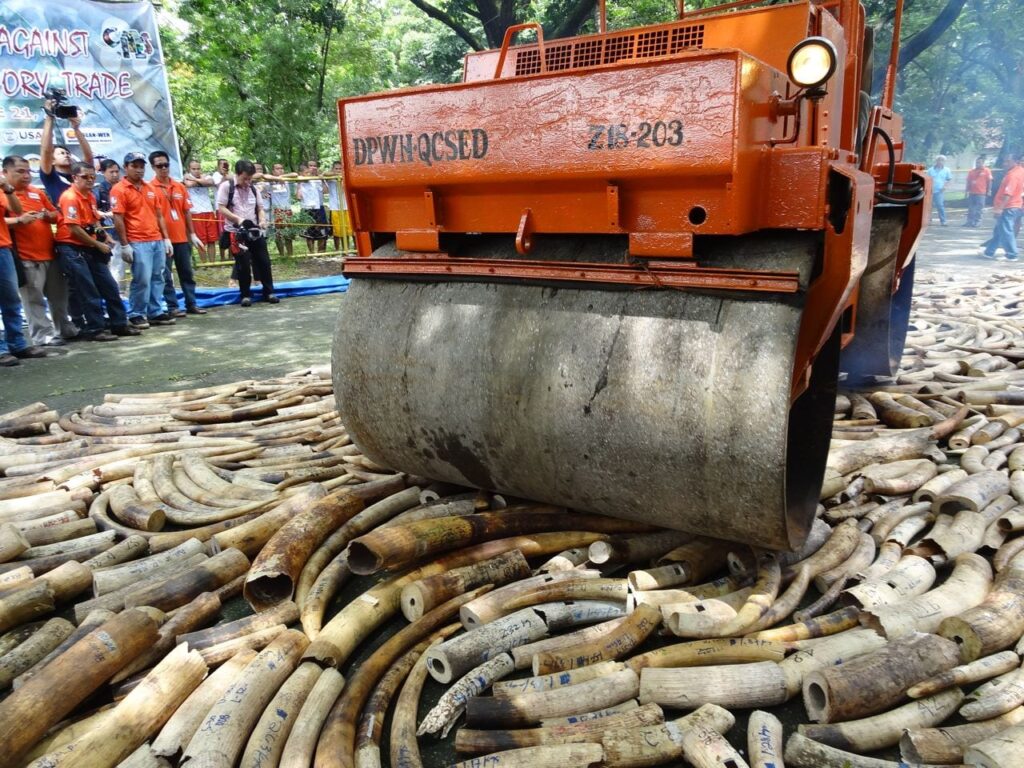 Hong Kong Government Collaborates With China In Phasing Out Ivory Trade