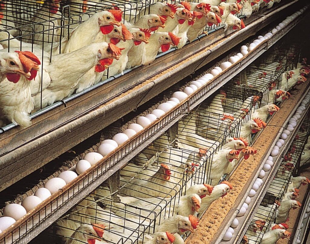 KPPU Uncovers Chicken Cartel Practices
