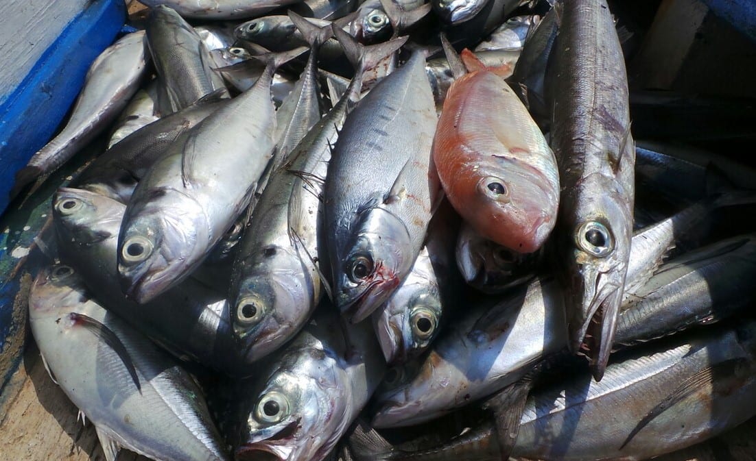 Rare reef fish brought in illegally
