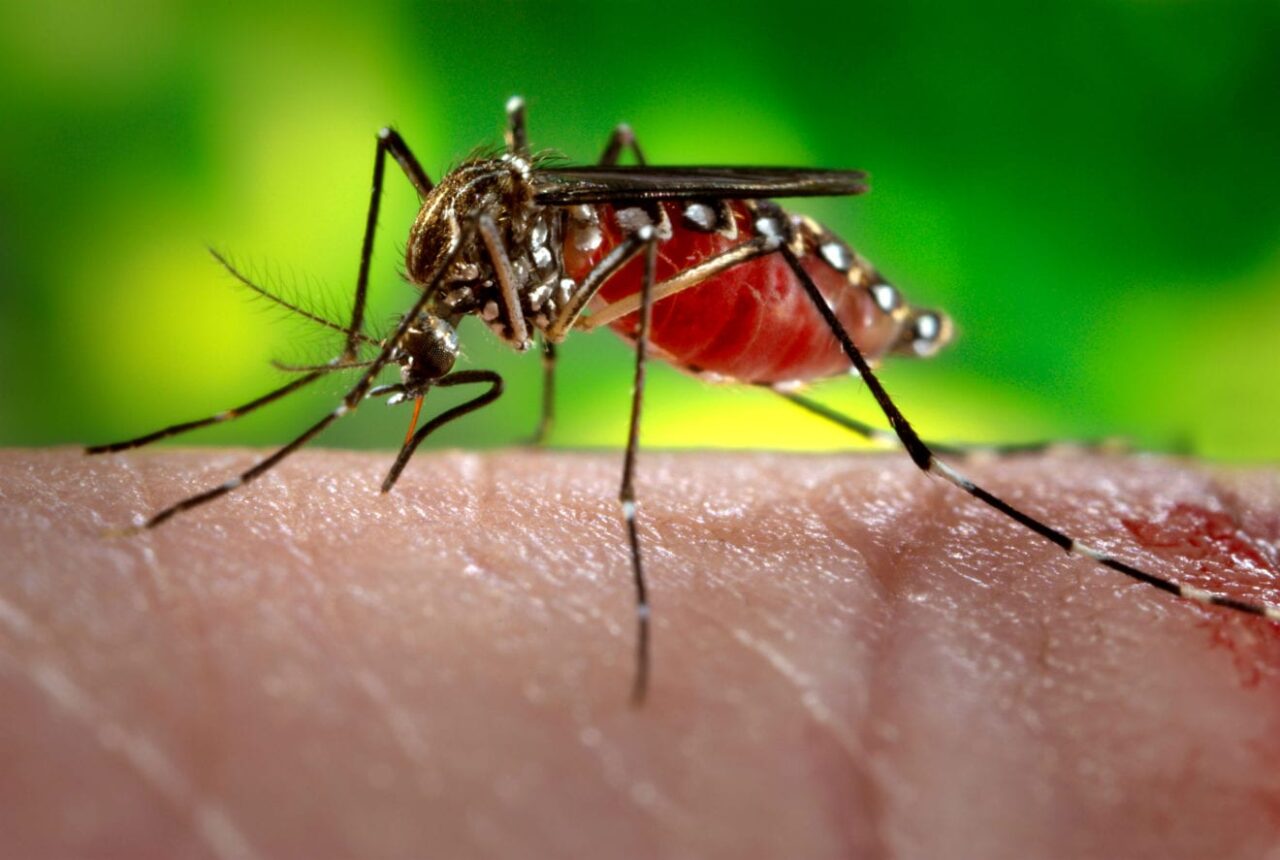 South Korea detects first Zika virus case