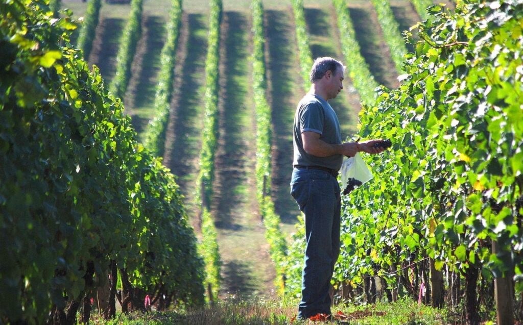 China the promised land for South African winemakers
