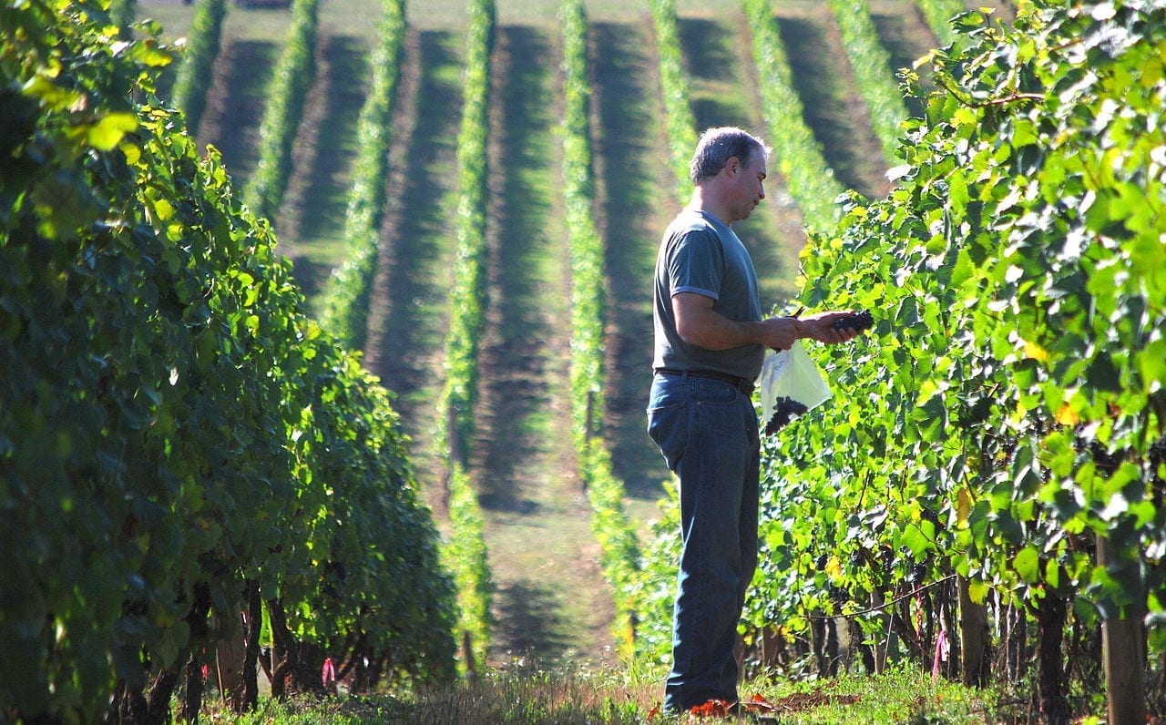 China the promised land for South African winemakers