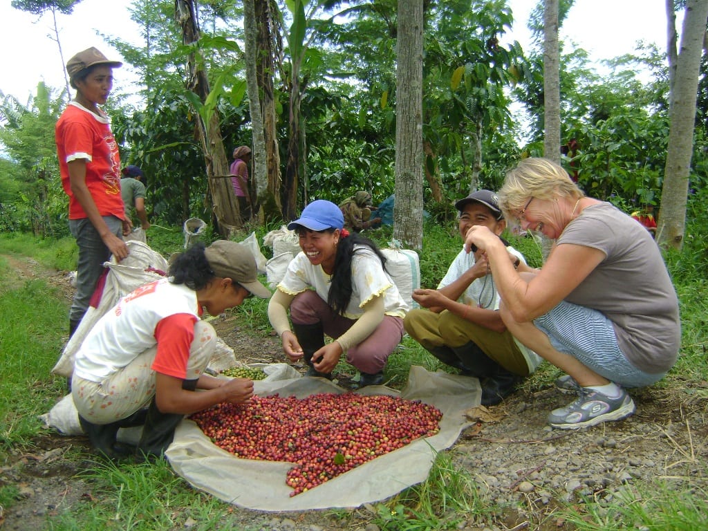 coffee plantation Ijen