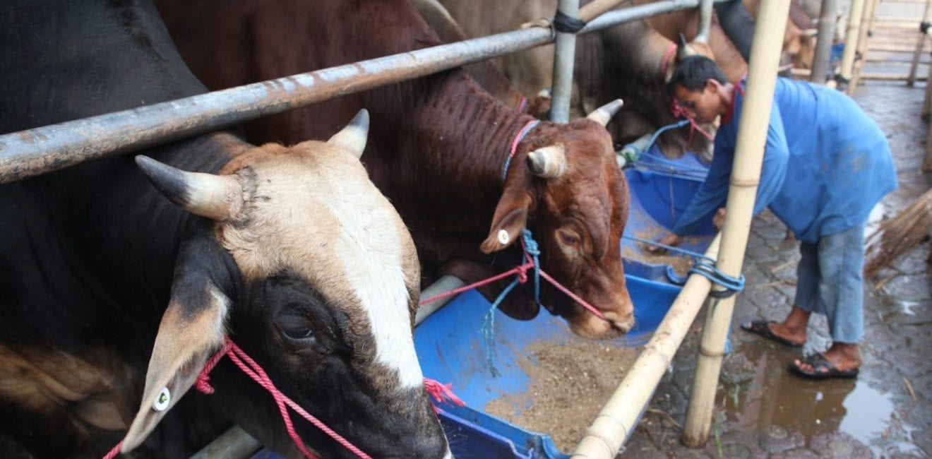 385.5 tons of beef illegally imported to Indonesia in 2016