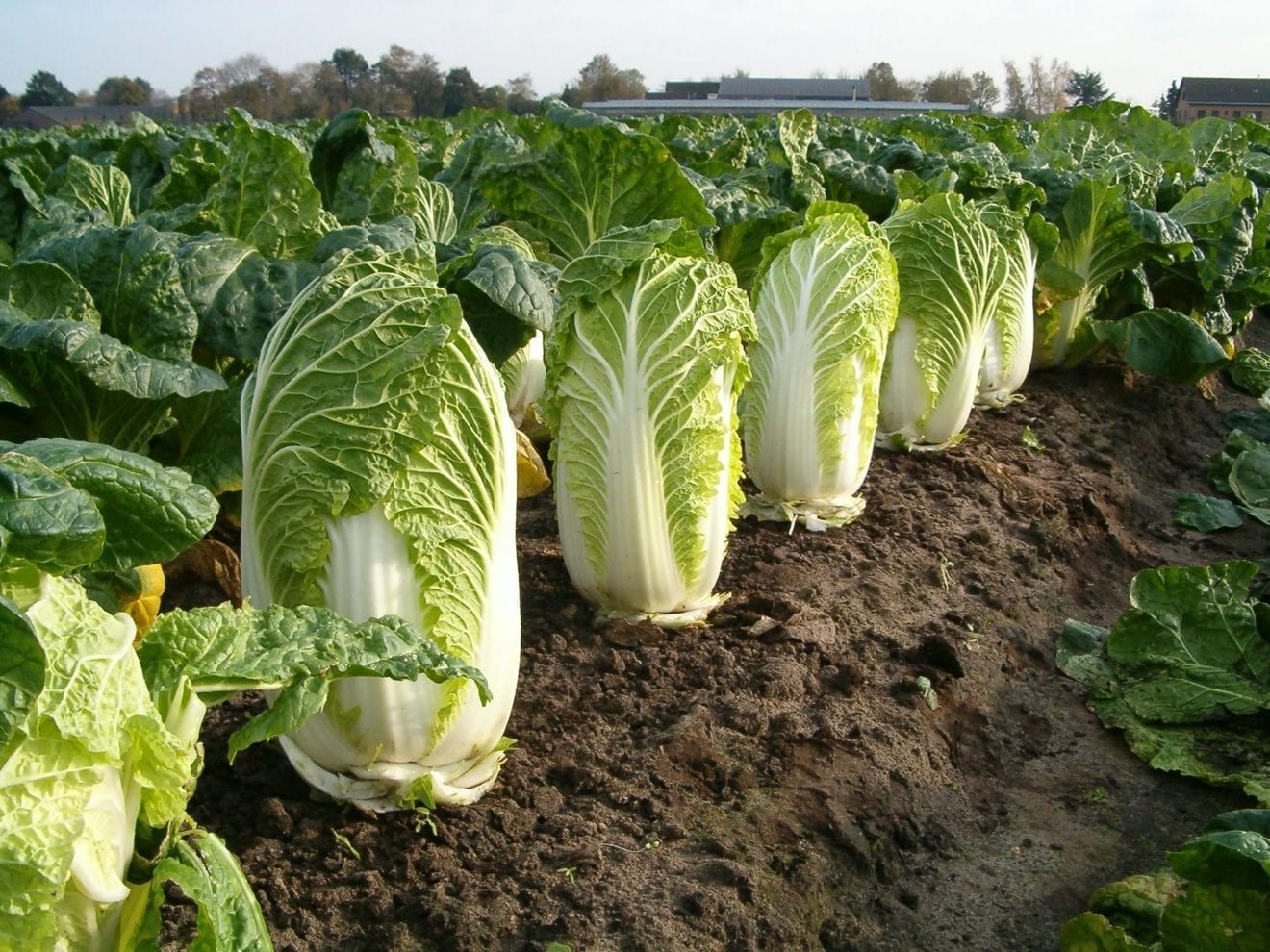 Napa cabbage prices skyrocketed last month
