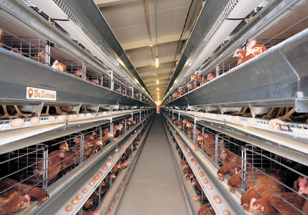poultry