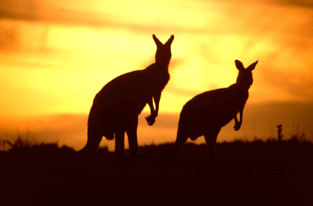 australia0canguri