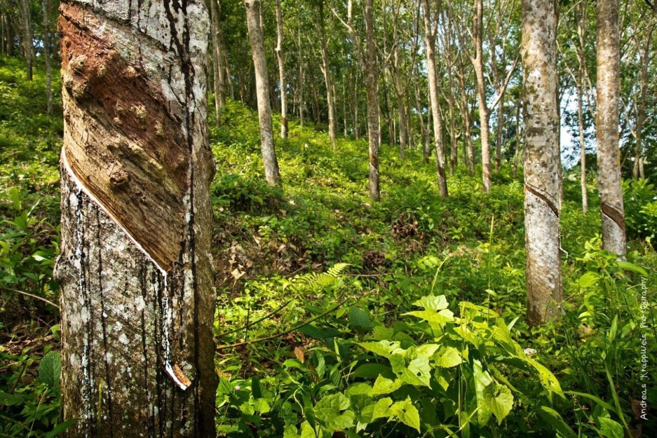 North Sumatra`s rubber exports down 20 percent