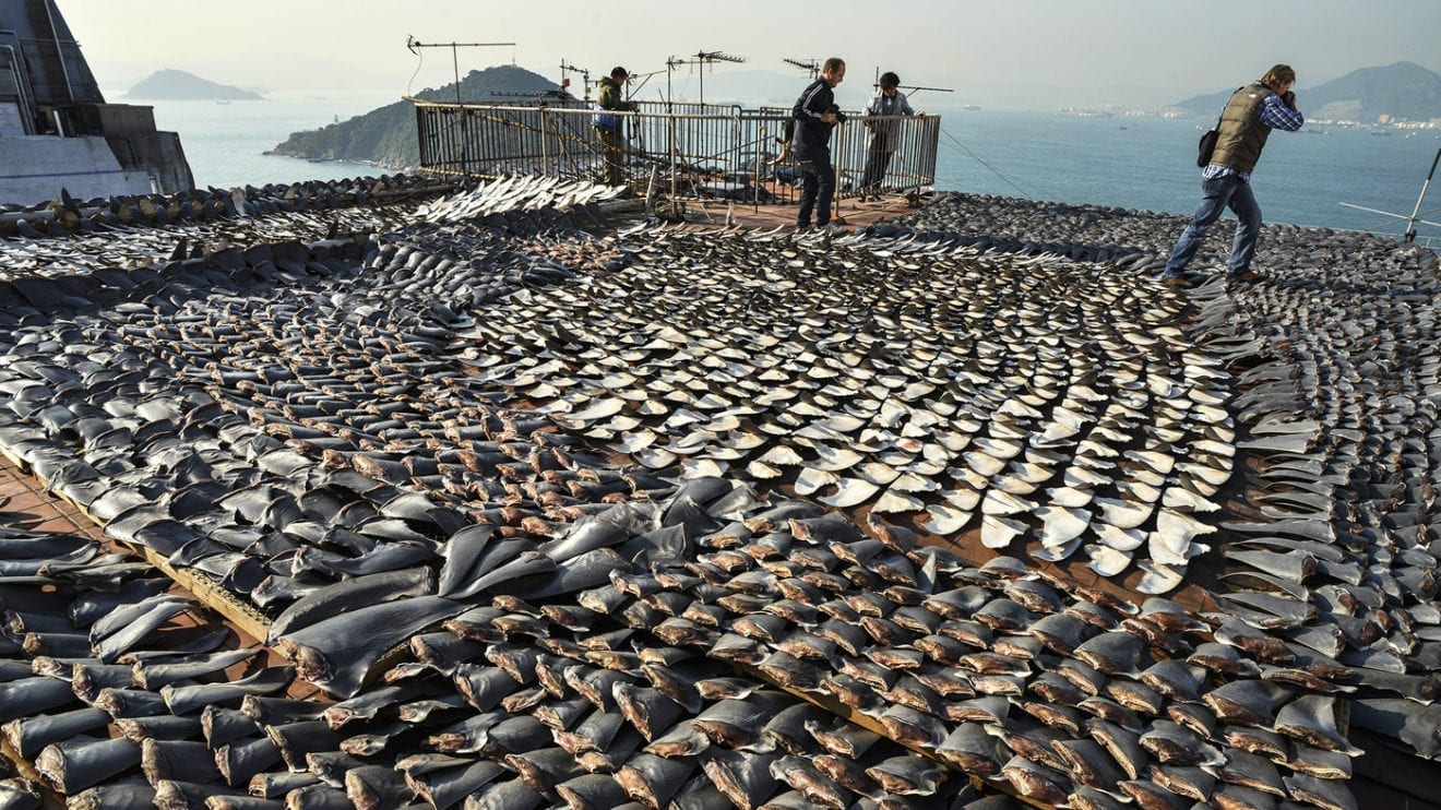 Indonesia to Extend Ban on Shark Fin Exports