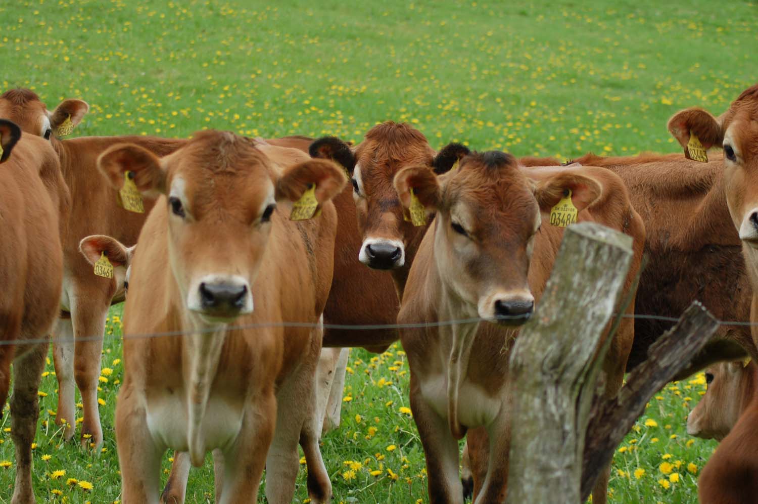 Indonesia Considers Importing Cows from Mexico