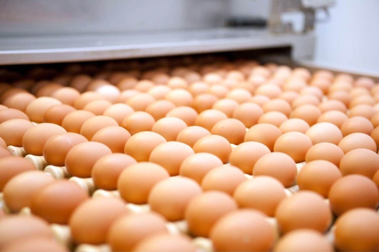 egg production