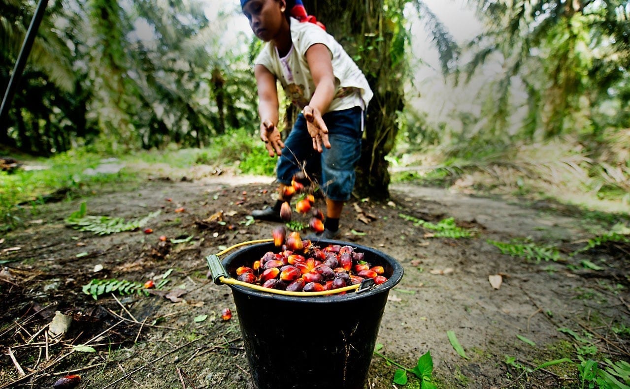 Felcra Malaysia wants to export palm oil to Middle East, Africa
