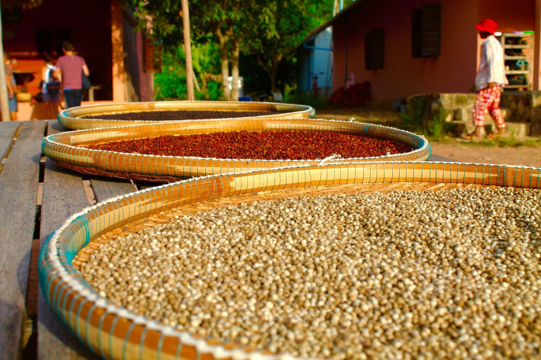 Indonesia Falls Behind Vietnam in Pepper Production