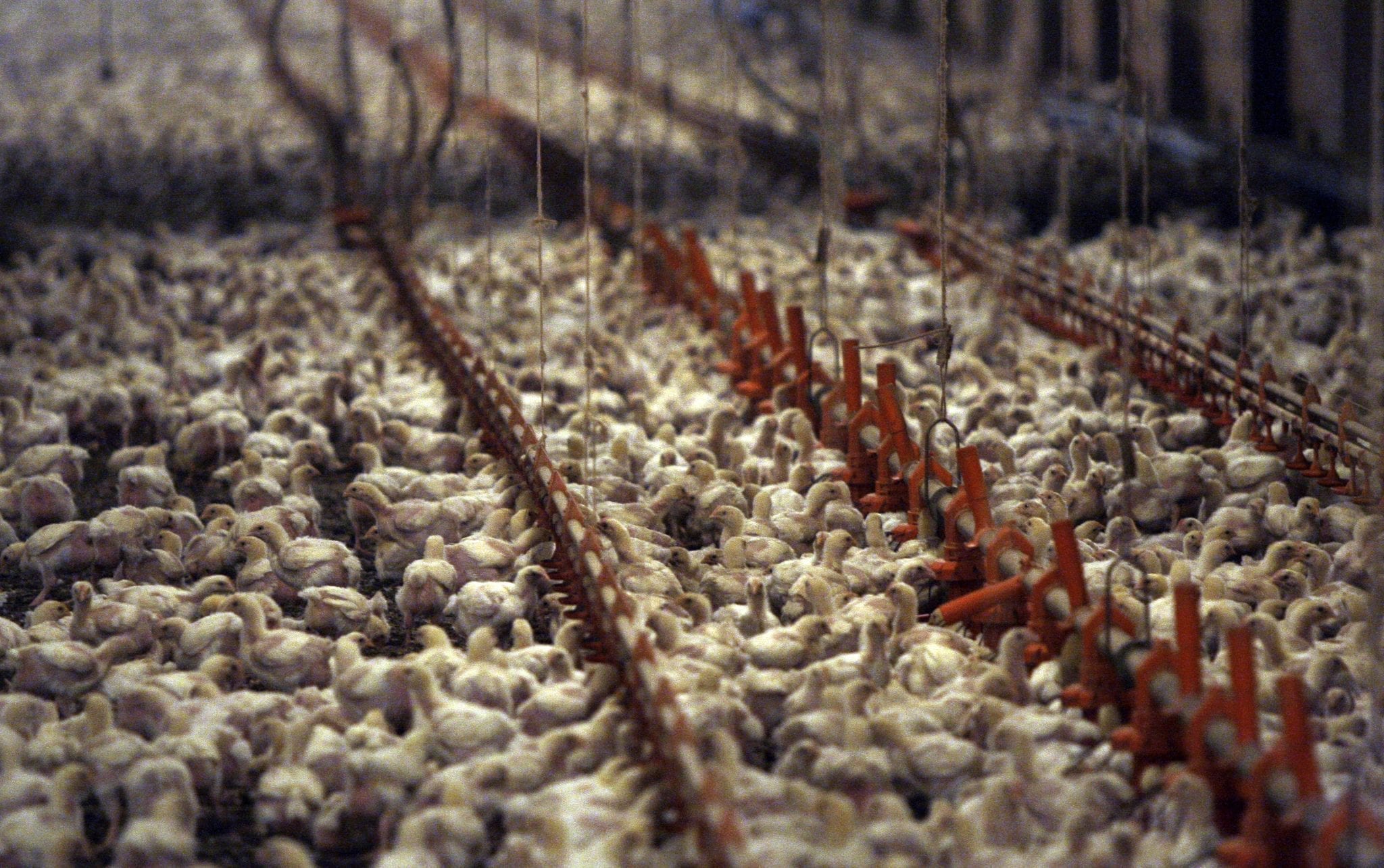 Vietnam Soars to 2nd Place in European Poultry Imports: A Boom in Southeast Asia’s Poultry Market