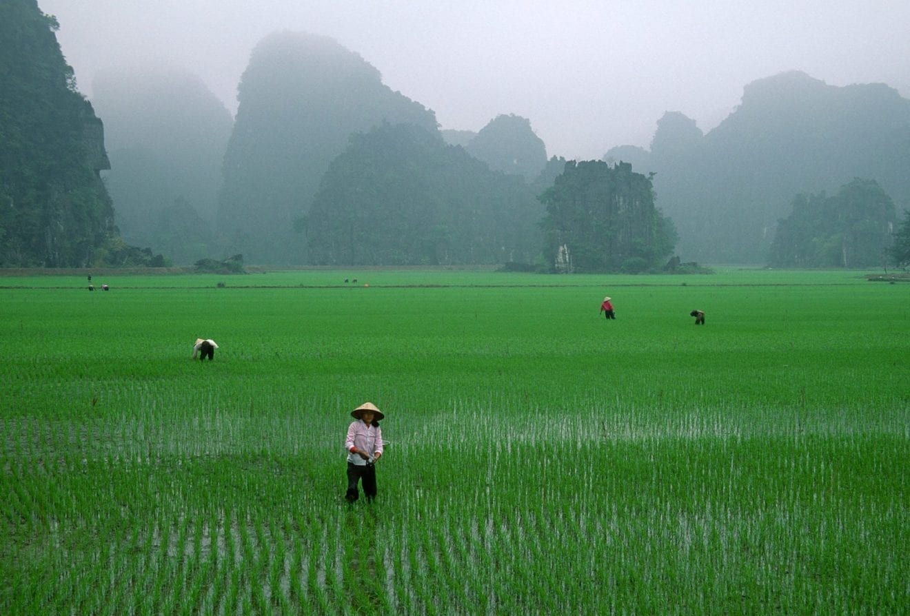 China authorises 22 Vietnamese rice exporters