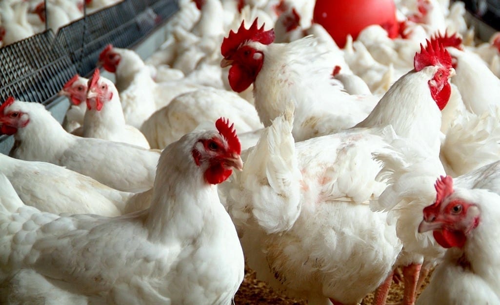 poultry