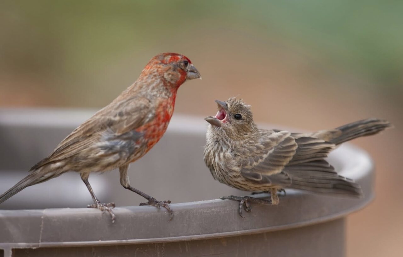 2 Vietnamese men jailed for smuggling songbirds