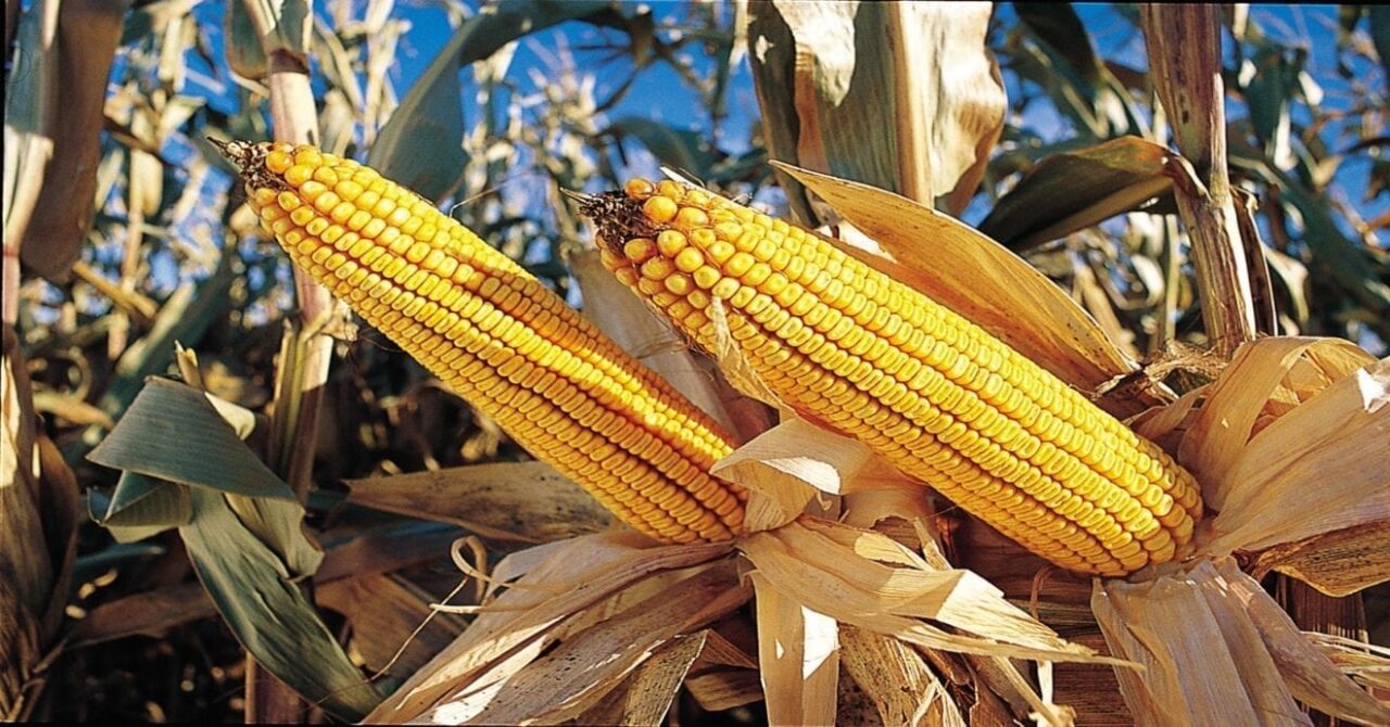 Corn Import 1