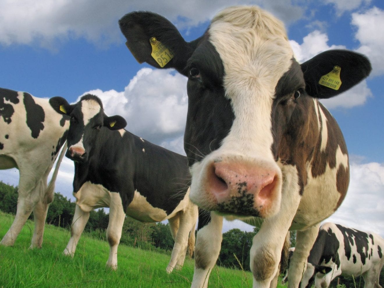 New Zealand Dairy Farmers Rejoice: Global Demand Triggers a 6.3% Surge in Dairy Prices