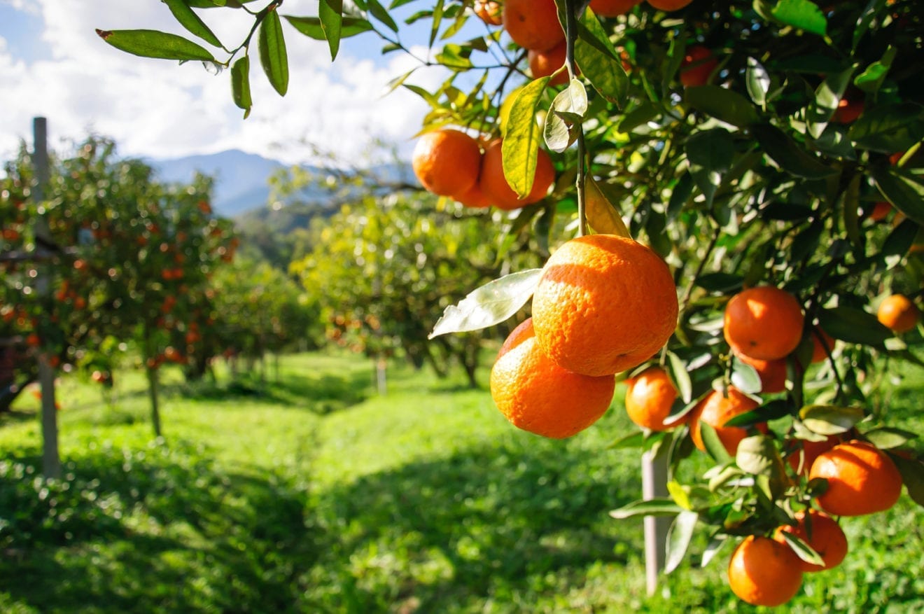 King orange prices hit new low as demand slumps
