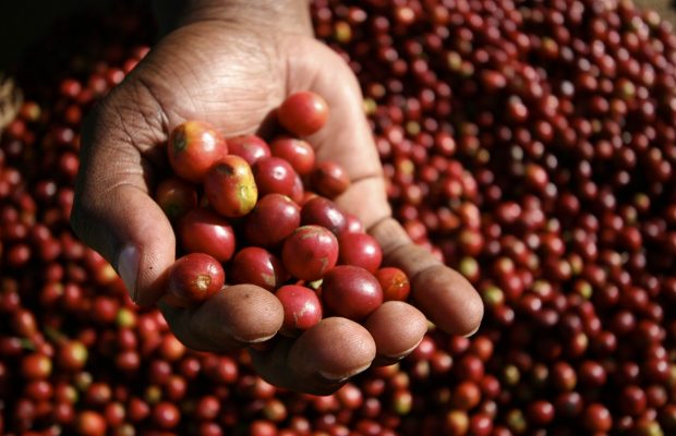 Some Vietnam coffee farms thrive despite drought