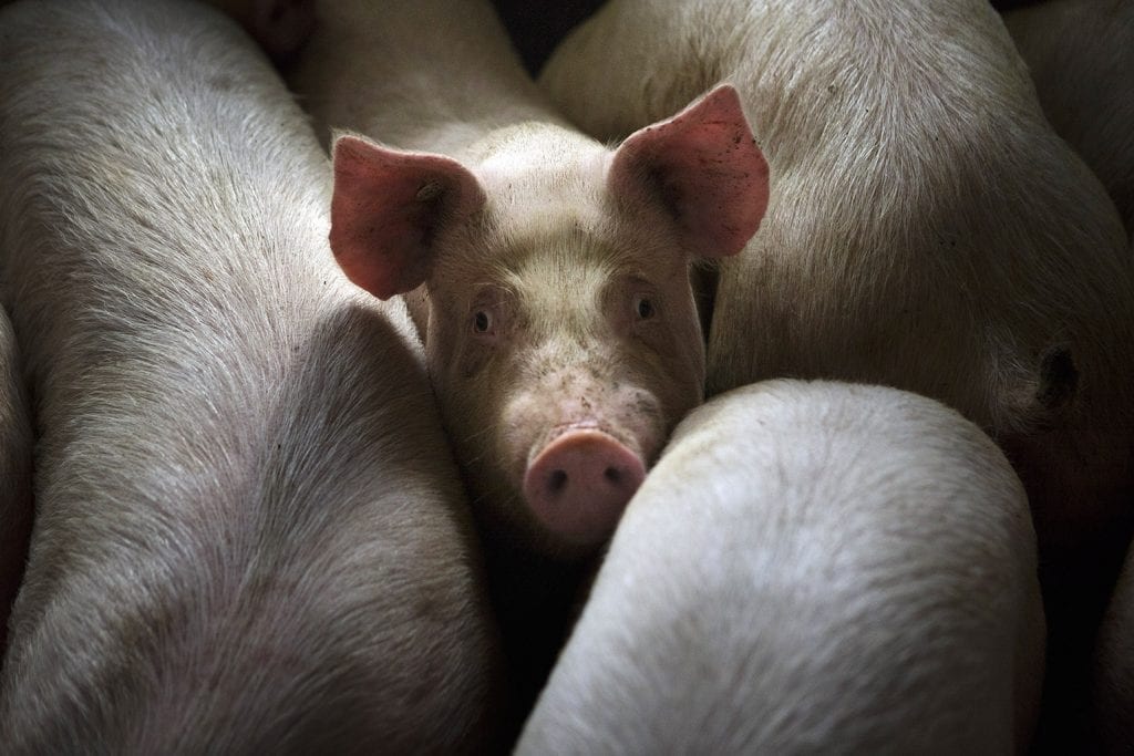 Swine