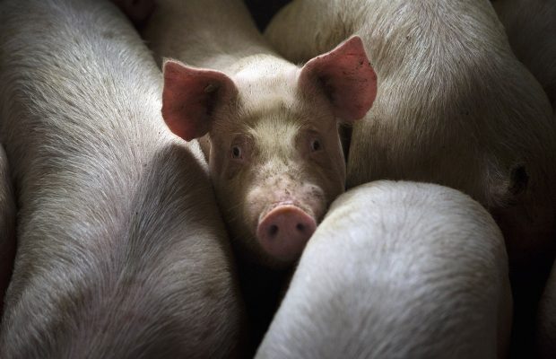 Swine