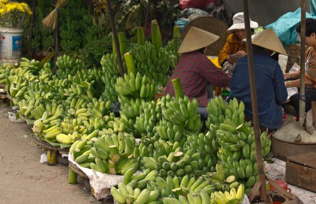 Vietnam fruit exports have to meet high standards in foreign markets