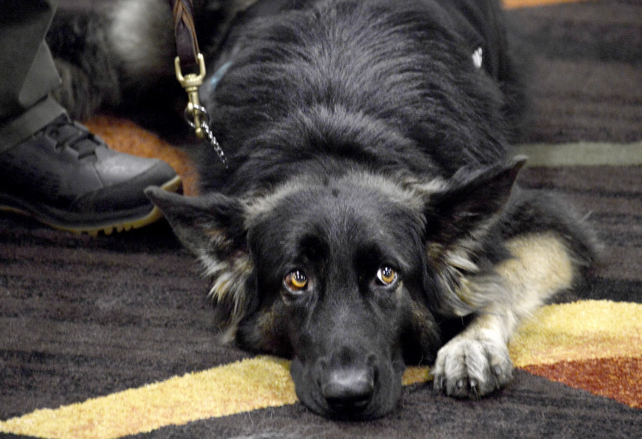 JD wants its My Pet Profile to transform animal lives across China