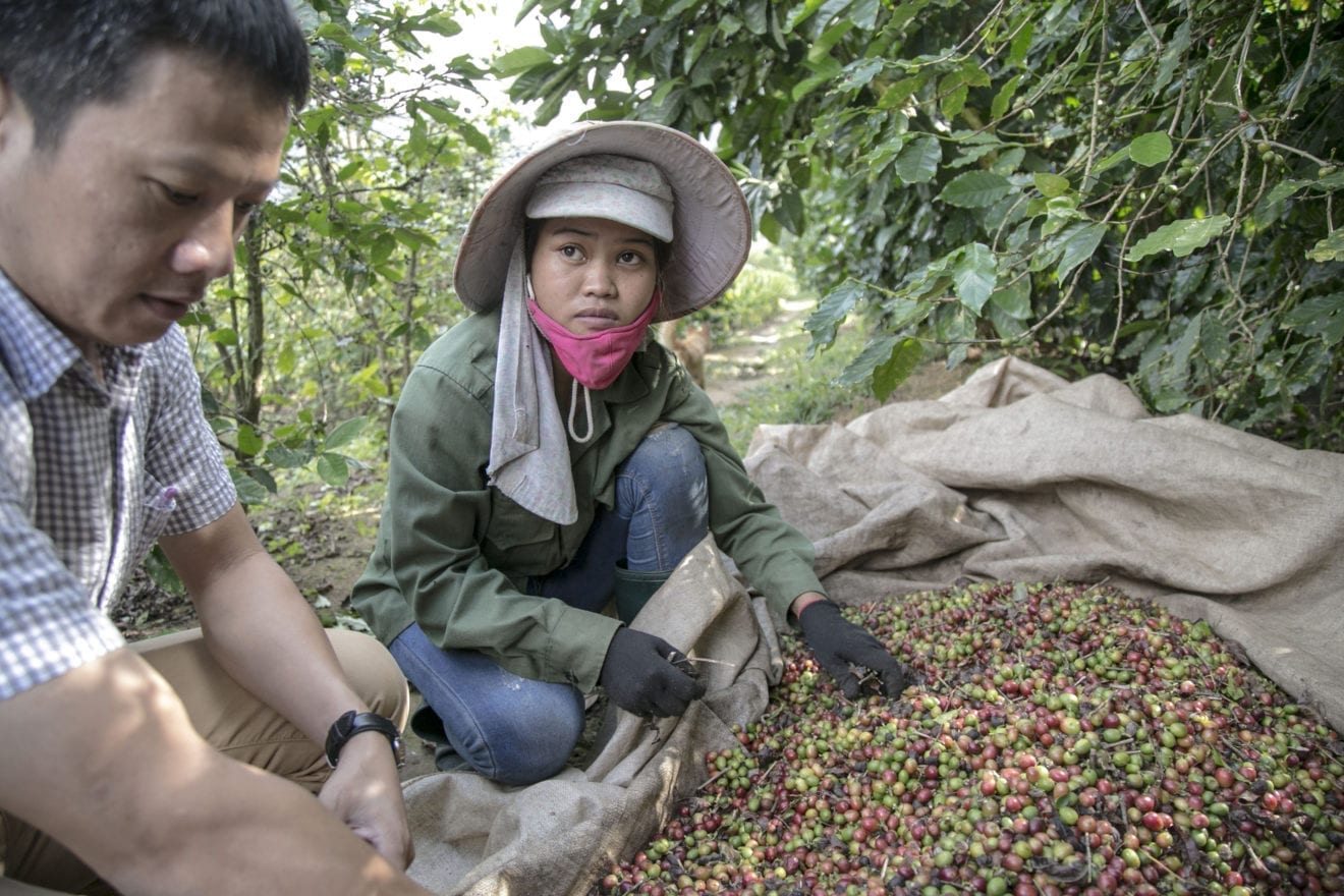 Asian Coffee : Vietnam quiet despite recovery in global prices; Indonesia premiums tighten