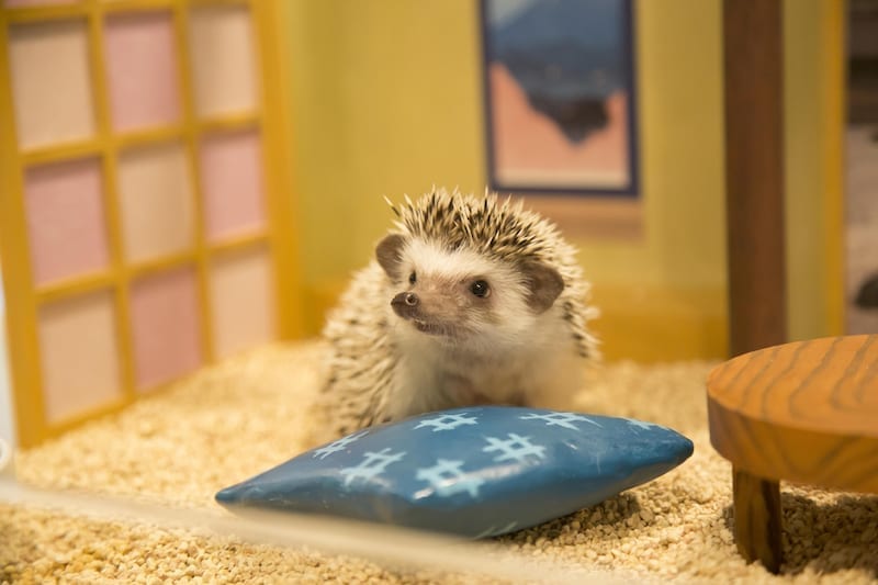 ChikuChiku Cafe Hong Kong to feature hedgehog