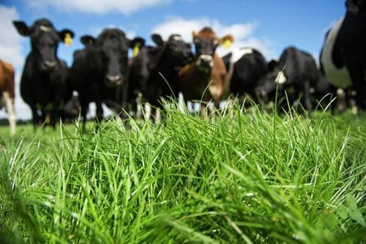 fonterra cows
