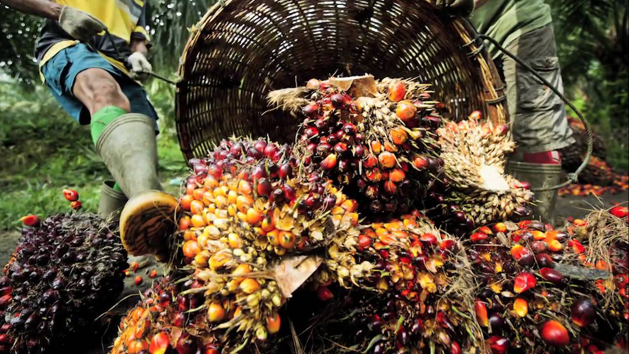 Unilever Lays Bare Palm Oil Supply Chain in Rare Industry Move