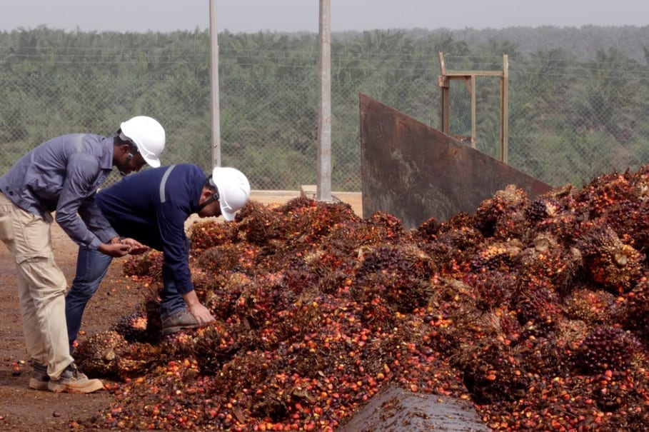 palm oil