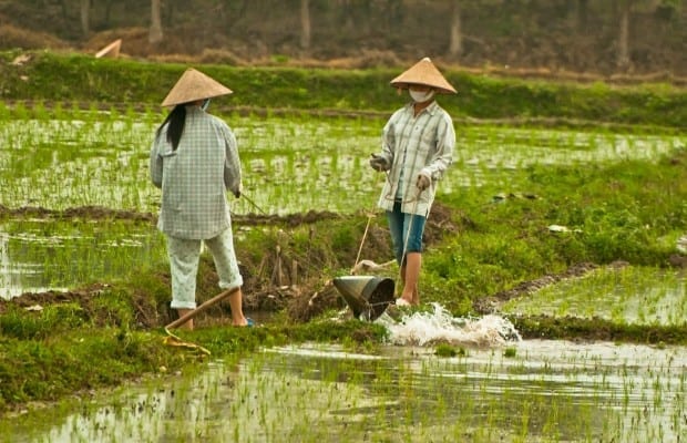 vietnam rice fields