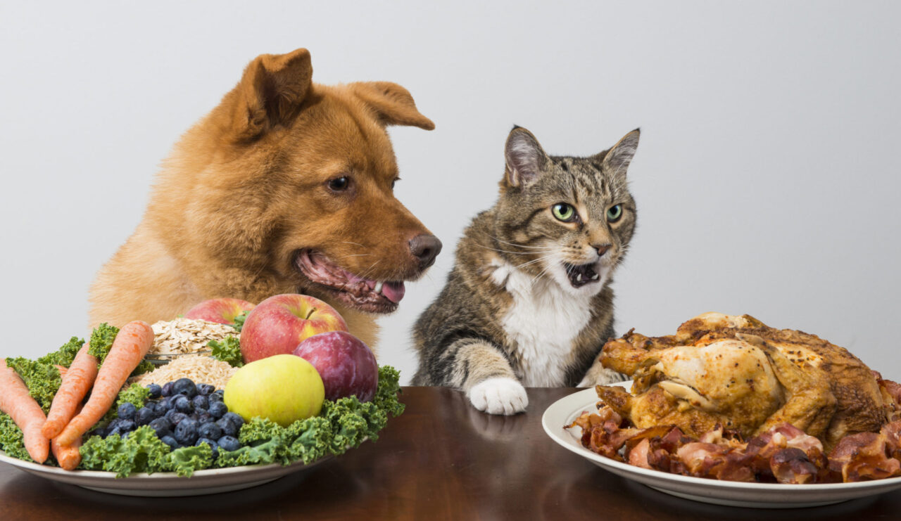 Pet Food